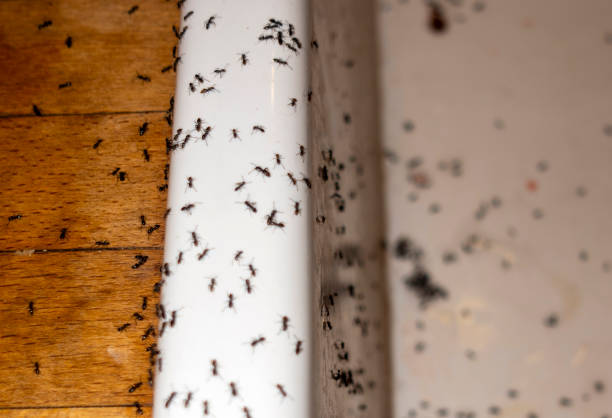 Best Affordable Pest Control Services  in Paducah, TX