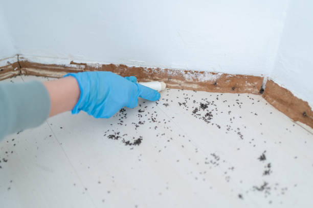 Best Residential Pest Control  in Paducah, TX